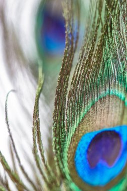 Bulanık arkaplan. Bulanık parlak arka plan, tavus kuşu tüyleri, metin ve web tasarımı için boş alan. Tasarım konsepti, mesaj, kartpostal, özgeçmiş. Tasarım konsepti, metin, kartpostal