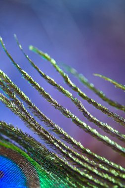 Soyut, bulanık, soluk, eflatun arkaplan. Tavus kuşu tüyü ile bulanık parlak arkaplan. Metnin için boş yer var, web tasarımı. Tasarım konsepti, mesaj, kartpostal, özgeçmiş. Tasarım konsepti, arkaplan