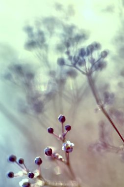 Pastel renklerde narin çiçek arkaplanı. Bulanık arka plan ve kır çiçekleri bulanık. Doğum günü tebrik kartları, düğünler ve web tasarımı için arka plan olarak kullanılabilir.