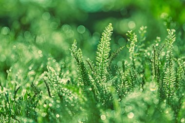 Bokeh ile soyut, bulanık yeşil, göze çarpmayan bir arka plan. Güneşin altında çimlerin üzerine çiğ damlaları düşer. Harika bir geçmiş. Tatil kartları için arka plan