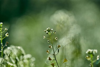 Bokeh 'le arkaplanı çok bulanık. Hayalet şeklindeki bir sis. Fotokopi alanı tasarlamak için güzel sıradışı bir duvar kağıdı. Kavramsal sanat. Asgari sürrealizm