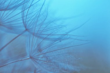 Tragopogon pratensis. Şemsiyeli tohumlara yakın çekim. Hassas soyut doğal arkaplan. Bulanık mavi lagün renk arkaplanı. Geçersiz arkaplan