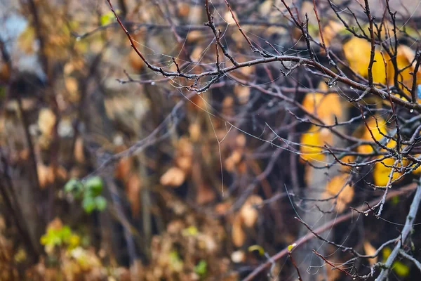 Rami di albero senza foglie in una ragnatela. Fondo autunno naturale.Unobtrusive sfondo autunno naturale.ragnatela ragno e rugiada su rami nudi . — Foto Stock