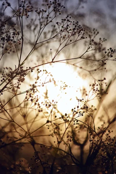 Польова трава і квіти на сході сонця. Абстрактний розмитий природний фон. Розмитий контур трави у сутінках — стокове фото