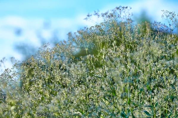 Sfondo naturale sfocato con erba campo e fiori bianchi. Può essere utilizzato come sfondo per auguri di buon compleanno, per matrimoni, per il web design — Foto Stock