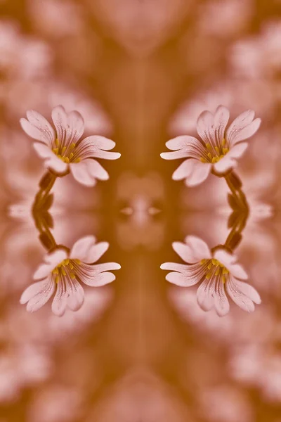 花型香料蜂蜜。 色彩斑斓的无缝线背景. 可用于室内设计。 花的花纹在滴滴的露珠中倒映在镜子的倒影中，效果是千篇一律的. — 图库照片