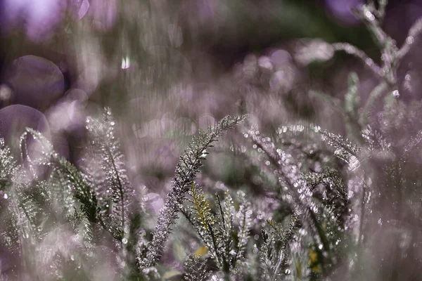 Suddig flerfärgad fantastisk naturlig lila gräs bakgrund med bokeh. Vackra ovanliga naturliga tapeter för design med kopieringsutrymme. Konceptuell konst. Minimal surrealism. Bakgrund för semesterkort — Stockfoto