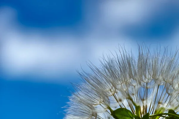 Tragopogon pratensis. Niebieskie tło z zamazanym kwiatem z otwartą przestrzenią na tekst. Roślina produkująca nasiona w postaci puchu. Puszysta roślina z bliska. Może być używany do kartek okolicznościowych — Zdjęcie stockowe