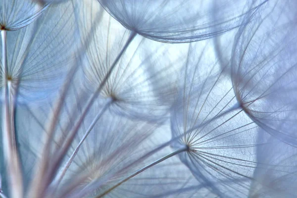 Close-up van zaden met paraplu.Zachte pastelblauwe bloemige achtergrond. Prachtige abstracte macro foto van een grote paardebloem zaad.Tragopogon pratensis. mistige wazig achtergrond van paardebloem bloemen. — Stockfoto
