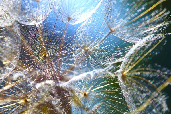 Prachtige abstracte macro foto van een grote paardenbloem zaad in de zon.. Close-up van zaden met paraplu 's met multi-gekleurde bokeh. Tragopogon pratensis. Kan gebruikt worden als achtergrond voor wenskaarten. — Stockfoto