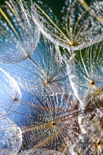 Prachtige abstracte macro foto van een grote paardenbloem zaad in de zon.. Close-up van zaden met paraplu 's met multi-gekleurde bokeh. Tragopogon pratensis. Kan gebruikt worden als achtergrond voor wenskaarten. — Stockfoto