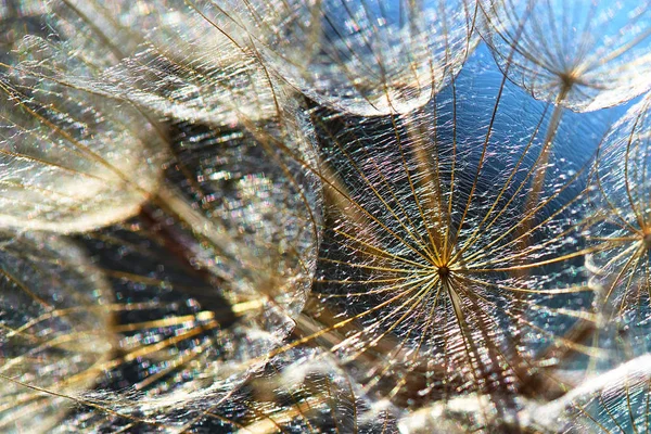 Prachtige abstracte macro foto van een grote paardenbloem zaad in de zon. Close-up van zaden met paraplu 's met multi-gekleurde bokeh. Tragopogon pratensis. Onopdringerige abstracte achtergrond. — Stockfoto