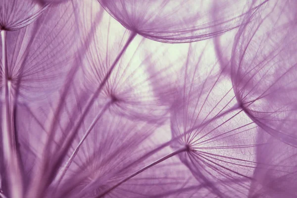 Misty fondo borroso de flores de diente de león. Tender pastel fondo floral púrpura. Pratensis Tragopogon. Fondo abstracto discreto. Imagen de fondo con la textura de los dientes de león . — Foto de Stock