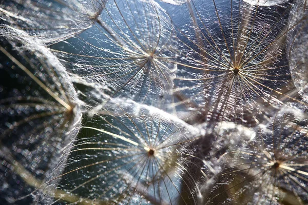 Krásná abstraktní makro fotografie velkého pampeliškového semínka na slunci. Detailní záběr semínek s deštníky s barevným bokeh. Tragopogon pratensis. Nenápadné abstraktní pozadí. Přírodní pozadí. — Stock fotografie