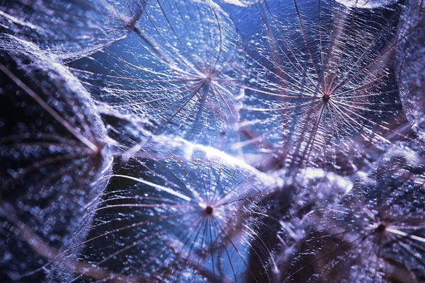 Abstracte natuurlijke wazige achtergrond. Fantastische blauwe en paarse achtergrond. Abstract macro foto van een grote paardebloem zaad in de zon. Tragopogon pratensis. Kerst achtergrond. — Stockfoto