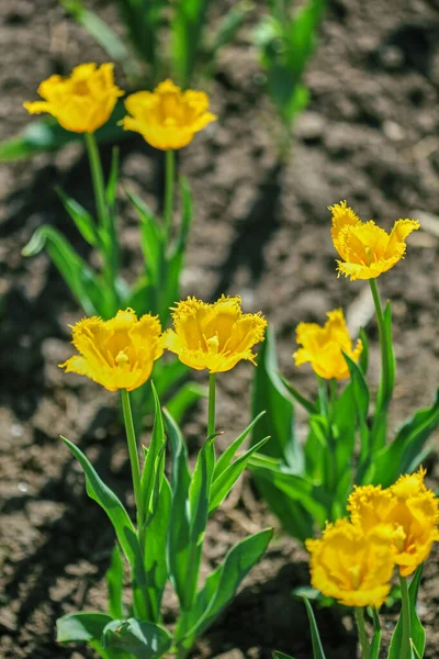 Gula tulpaner med rivna kanter på kronbladen. Blommig bakgrund. Naturlig bakgrund med gula tulpaner. — Stockfoto