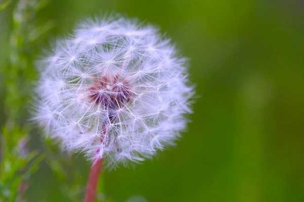 Achtergrond lente paardebloem close-up. — Stockfoto