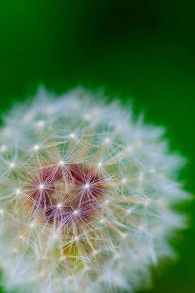 Achtergrond lente paardebloem closeup.Floral achtergrond. Natuurlijke achtergrond. Wit-groen. — Stockfoto