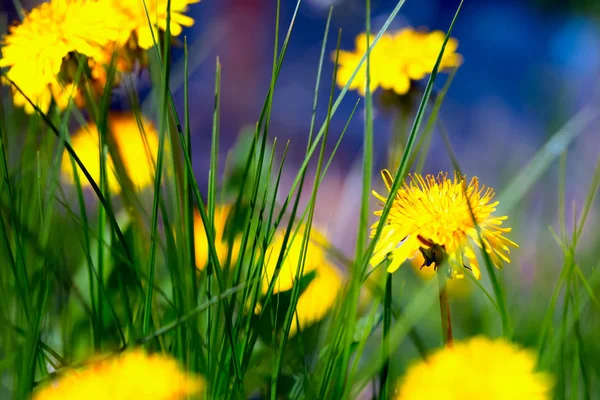 Våren bakgrund med grönt gräs och gula maskrosor. Flerfärgad naturlig suddig bakgrund. — Stockfoto