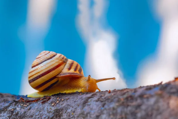 Садовий равлик Helix pomatia на дереві на фоні блакитного неба . — стокове фото