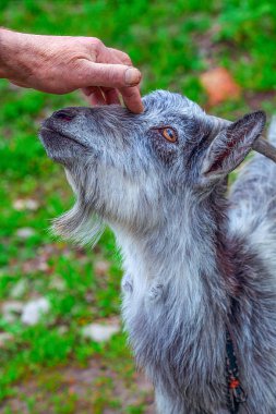 Erkek eli bir keçiyi okşar.