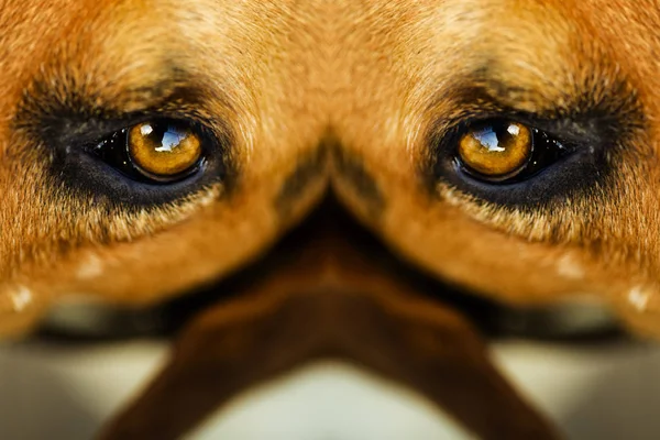 Antecedentes com o rosto de um animal misterioso. Olhos de um monstro peludo close-up.Fundo abstrato com olhos com espaço livre para o seu texto, design . — Fotografia de Stock