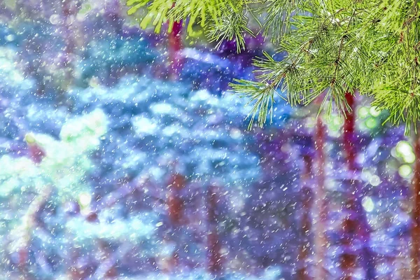 Winter achtergrond van dennentakken en wazig winterbos met stromende sneeuw en bokeh. — Stockfoto