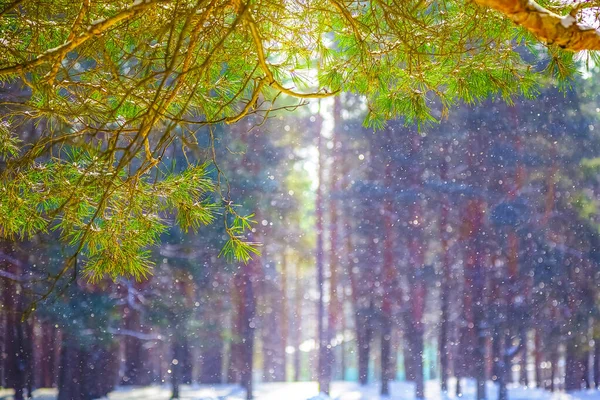 Fundo de inverno de ramo de pinho e floresta de inverno borrada com neve corrente e bokeh . — Fotografia de Stock