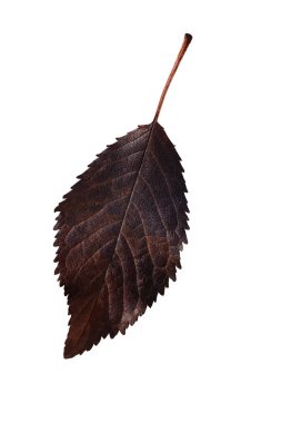 Ağaç yaprakları beyaz arka planda izole sonbahar yaprakları kahverengi kiraz yaprakları.