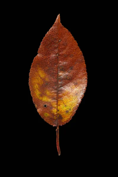 Podzimní list izolovaný na černém pozadí. Pomerančově žlutý list na slunci. — Stock fotografie