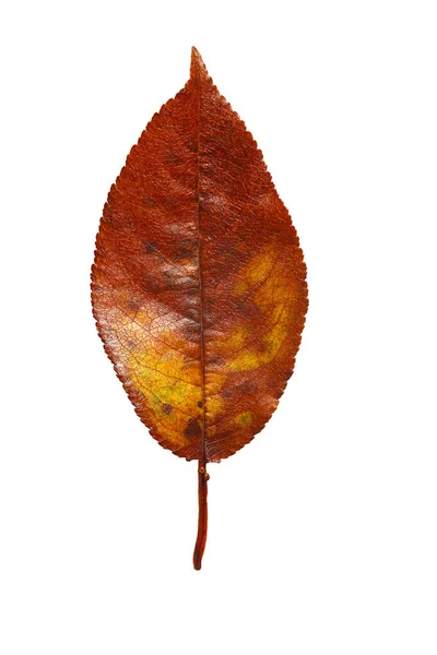 Hoja de otoño aislada sobre un fondo blanco. Hoja de cereza dulce amarillo anaranjado a la luz del sol. Concepto de otoño, caída de la hoja . —  Fotos de Stock