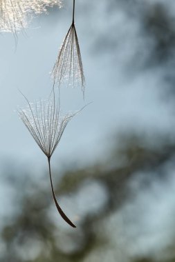 Belirsiz, bulanık, soyut, doğal bir arkaplan. Büyük bir karahindibanın tohumu bir tohumu daha barındırır. Tragopogon pratensis. Arka plan fotoğrafı. Arkadaşlık, yardım, destek kavramı.