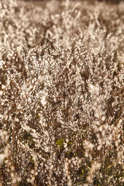 Fondo sfumato con fiori secchi nei toni del marrone. Sfondo naturale astratto discreto. Campo di erba secca. Lunaria Annua, con capsule di semi ovali a forma di disco con membrana bianco-argento . — Foto Stock