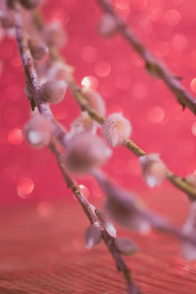 Abstrakte natürliche weiche rosa Hintergrund. verschwommene Weidenblumen Hintergrund. Zarter Hintergrund. Weidenkätzchen. Weidenzweige mit weichen, flauschigen Knospen. Palmsonntag. selektiver Fokus und Unschärfe. Kopierraum — Stockfoto