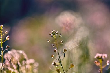 Bokeh ile bulanık, çok renkli, fantastik, doğal bir arka plan. Hayalet şeklindeki bir sis. Fotokopi alanı tasarlamak için güzel sıradışı bir duvar kağıdı. Kavramsal sanat. Asgari sürrealizm