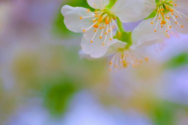 Hassas arkaplan bulanıklığı. Çiçeklerin geçmişi bulanık. Çok renkli bahar. Flora geçmişi. Doğum günü tebrik kartı için çiçek arkaplanı, 8 Mart, öğretmenler günü..
