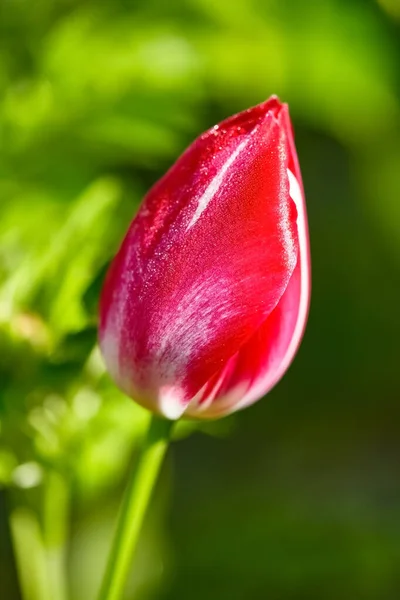 Stängt röd tulpanknopp. Tulpan blomma i dagg droppar nära.Röd tulpan på en grön bakgrund — Stockfoto