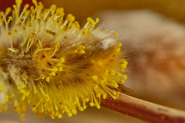 Makro laukaus paju korvakorut. Abstrakti hämärtynyt kukka keltainen tausta. Willow Catkins lähikuva. Kevät pehmeä tausta kukkivat paju catkins. Palmusunnuntaina. Valikoiva painopiste ja hämärä . — kuvapankkivalokuva