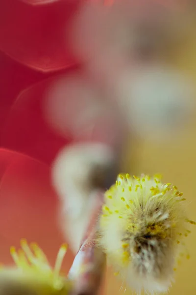 Abstrakti punainen keltainen tausta. Hämärtynyt paju kukkia tausta. Arka luonnollinen tausta. Pajunpentuja. Palmusunnuntaina. Valikoiva tarkennus ja hämärtää.Voidaan käyttää tausta hyvää syntymäpäivää — kuvapankkivalokuva