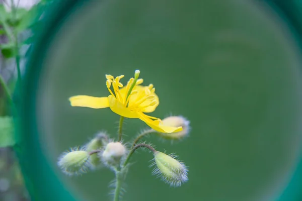 Fondo verde con flor amarilla. Fondo natural. Fondo natural abstracto con flor de celidonia. El brote es celidonia. Celidonia renal joven. Helidonio — Foto de Stock