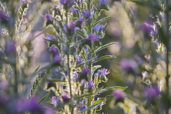Ніжний Квітковий Фон Фіолетовому Бузковому Кольорах Похмурий Квітковий Фон Боке — стокове фото