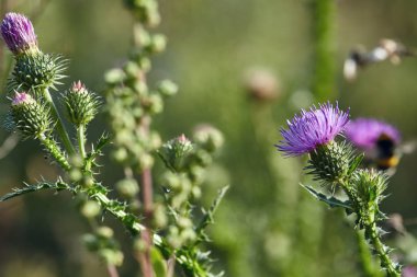 Süt ya da bitki deve dikeni. Violet devedikeni kır çiçeği, arka planda yeşil saplar ve çimenler. Güneşli bir günde çiçek açan omurga..