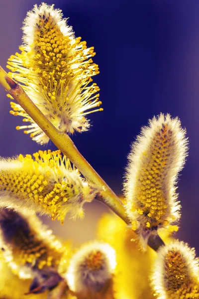 Violett Suddig Bakgrund Och Gul Pollen Abstrakt Naturlig Violett Lila — Stockfoto