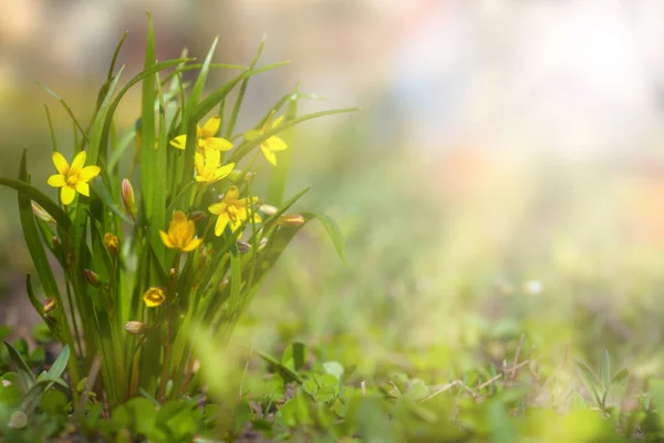 Delicate floral background. Yellow flowers in the sun. Blooming flowers, soft focus, copy space. Picturesque colorful art image with soft focus.Wildflowers in nature in the rays of sunlight.