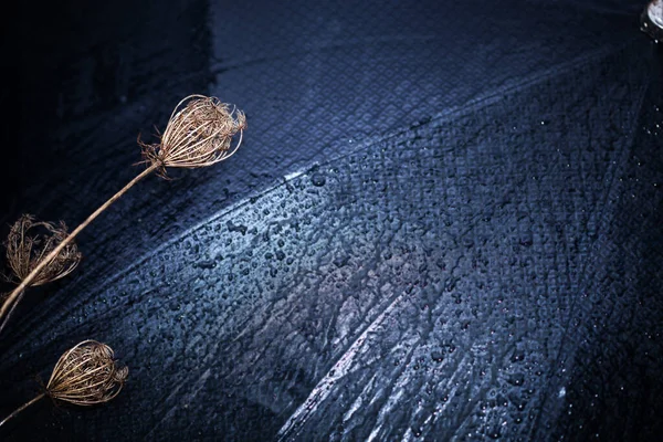 Абстрактний Темно Синій Фон Суха Трава Розмитому Тлі Вологої Парасольки — стокове фото