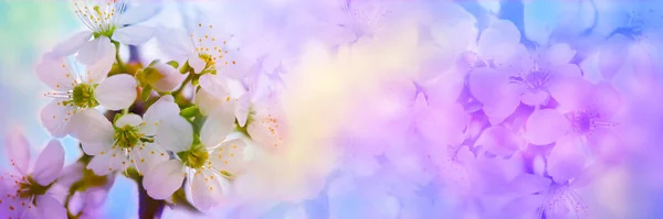 Bulanık çiçek arkaplanı. Yumuşak pembe ve mavi aksanlı pastel renklerde doğal bir arka plan. Doğada ilkbaharda beyaz kiraz çiçekleri. Parlak, hassas renkler, boşluğu kopyala.