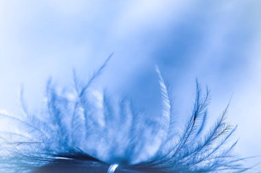 Bulanık mavi ve beyaz arkaplan. Yumuşak odaklı tüy. Yumuşak bir arka planda büyük bir tüy. Mavi tüylü yumuşak arkaplan.