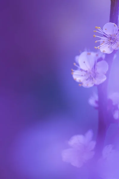 Wazige Bloemenachtergrond Misty Natuurlijke Achtergrond Met Een Lila Accent Witte — Stockfoto