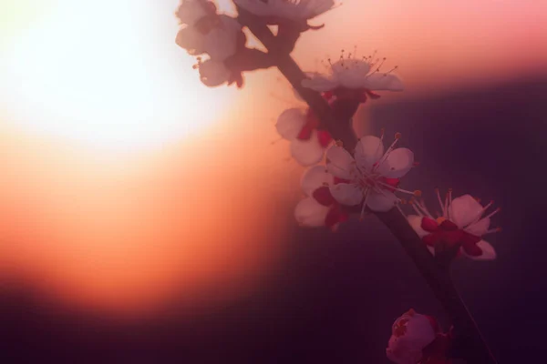 Весенние Цветения Размывают Естественный Фон Сприг Абрикосовыми Цветами Рассвете Натуральный — стоковое фото
