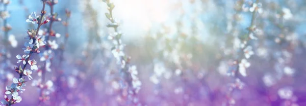 Hermosa Escena Naturaleza Primavera Con Flores Cerezo Fieltro Arbustos Con — Foto de Stock